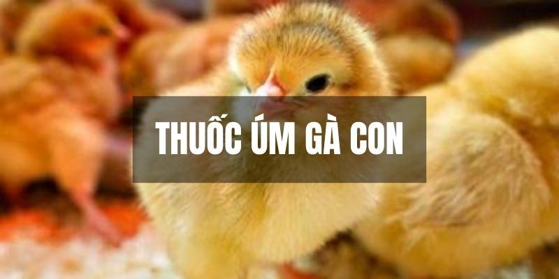 Thuốc Úm Gà Con - Cách Tăng Cường Sức Khỏe Gia Cầm